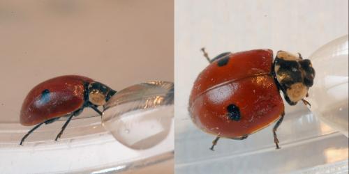 Réf. 275 340 : Adalia bipunctata